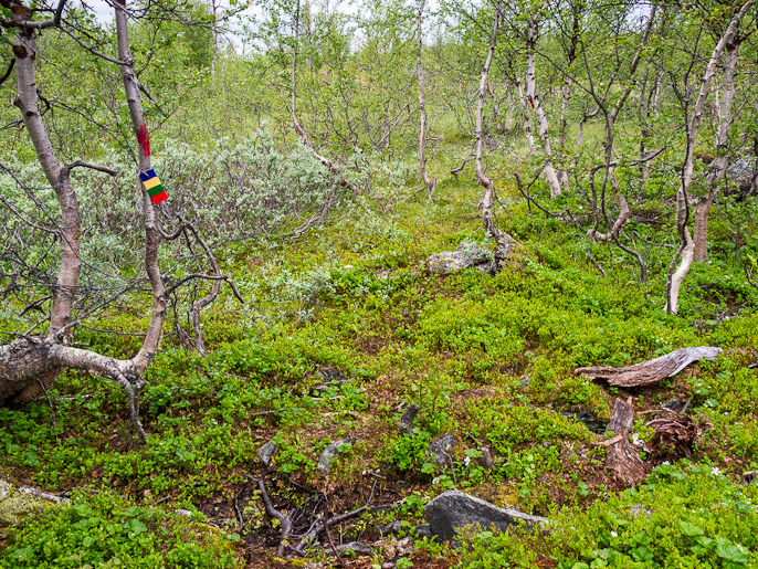 Ritsemistä kuljin uudehkoa Gränsleden-reittiä pitkin takaisin Kalottireitille, Gränsleden on merkitty, mutta polku on varsinkin koivikoissa jätetty vaeltajien tallottaviksi. Ritsem, Ruotsi