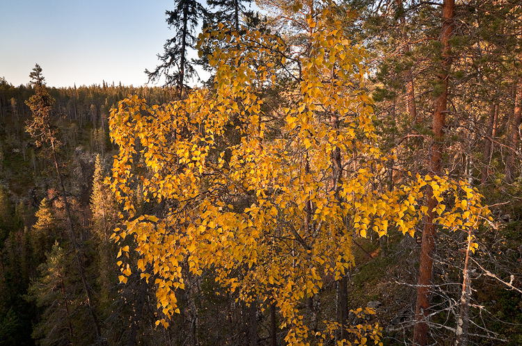 Toisin kuin pohjoisemmassa Lapissa, oli tll viel monissa puissa keltaiset lehdet.