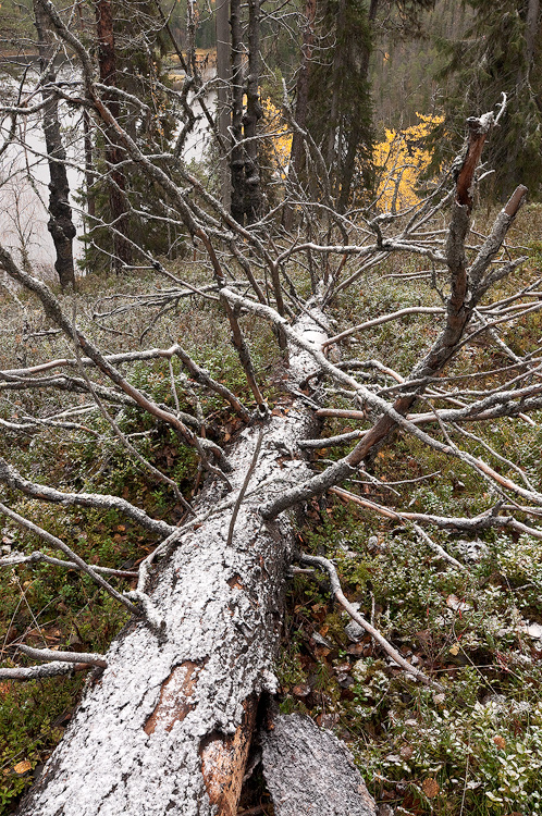 Lhestyvn talven merkit kaatuneen puun rungolla.