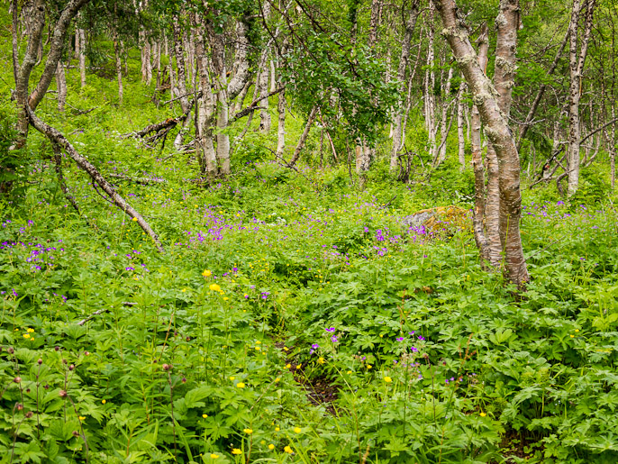 Toinen päivä alkoi kukkivassa koivikossa, polku kulkee oikeasta alanurkasta kuvan keskelle. Pålnovarasj, Ruotsi
