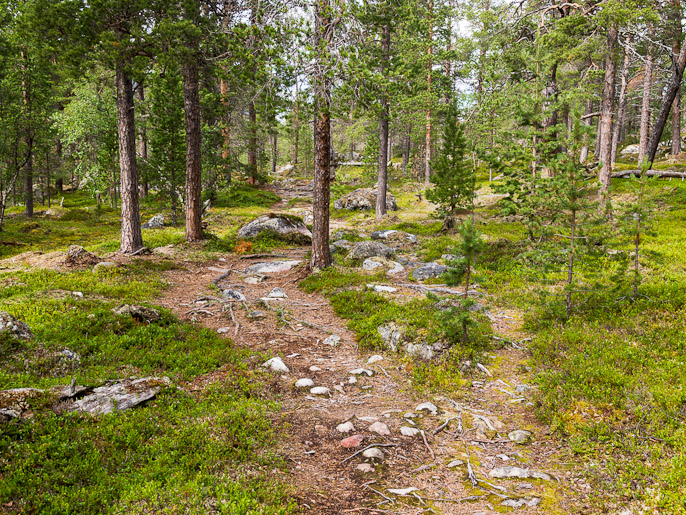 Motivaatio nousi korkealle kun mäntymetsä ja juurakkoinen polku muistuttivat Etelä-Suomalaisesta metsästä. Dividalen, Norja