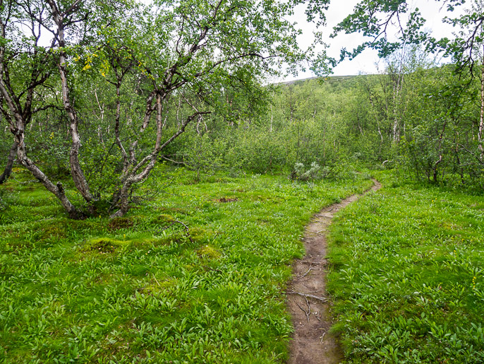 Duoibalin ylitys kohti kolmen valtakunnan rajapyykkiä alkaa etelärinteen koivikosta. Duoibal, Ruotsi