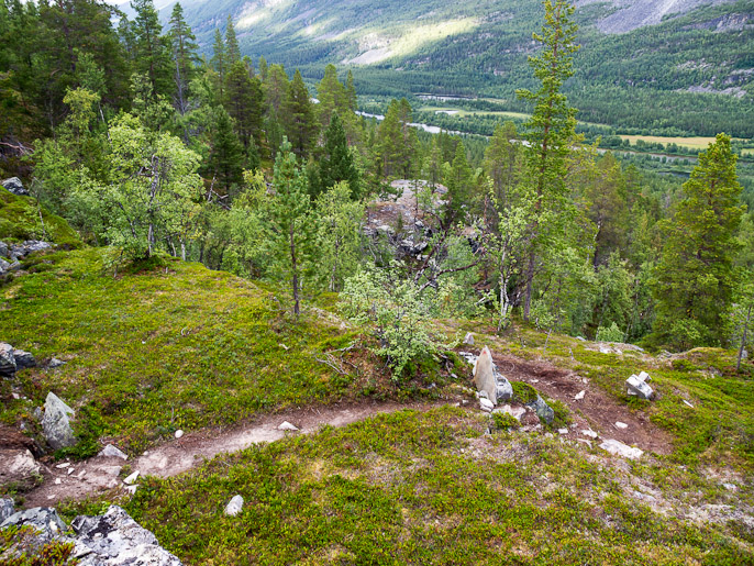 Sitten myös havupuita, jotka jälleen muistuttavat kotoisista metsistä kuten Övre Dividalissakin. Reisadalen, Norja